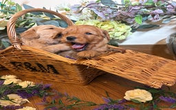 Mini Goldendoodle dogs for sale: Health tested Minature dark red/golden doodles  - Image 21