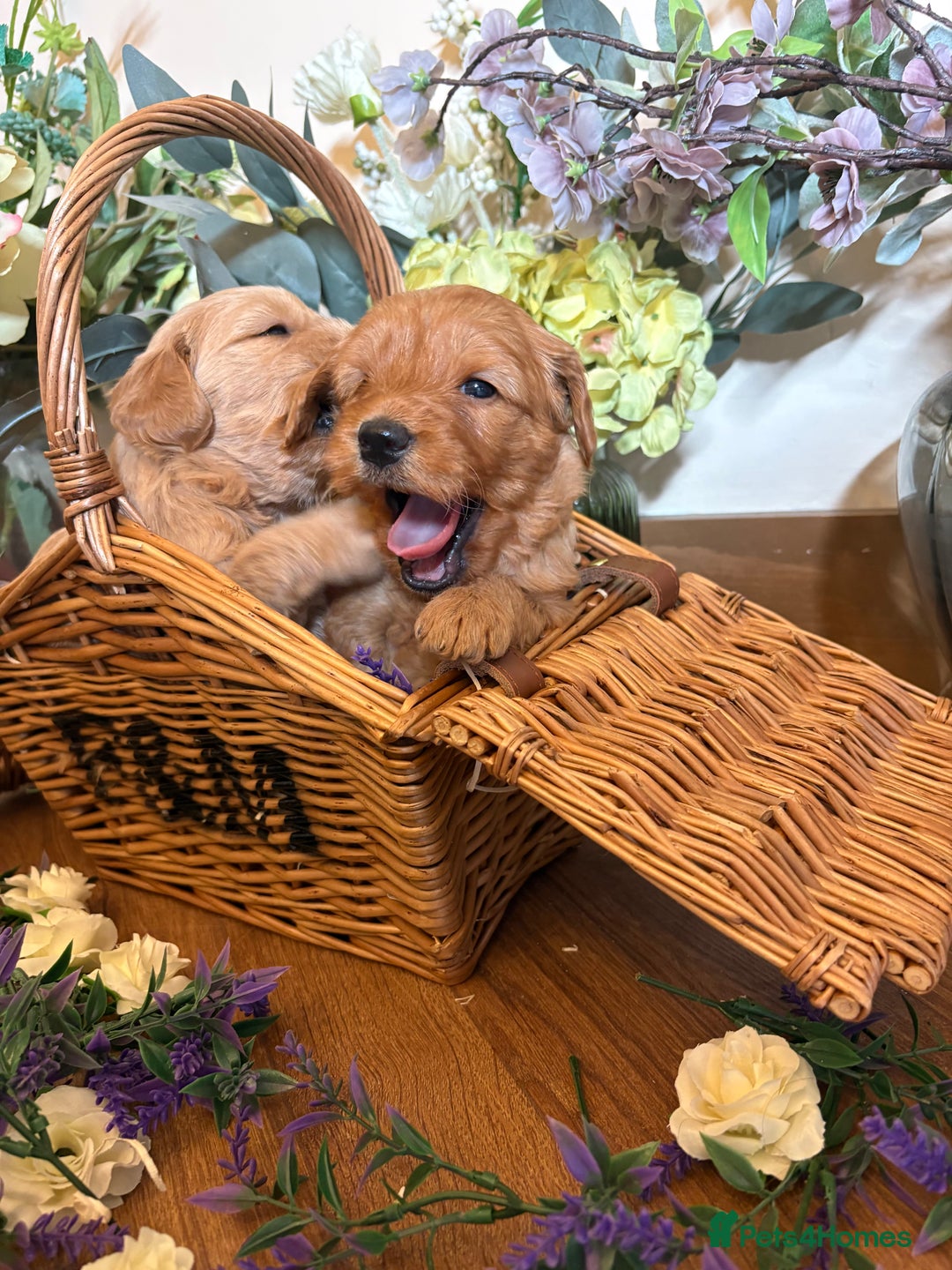 Mini Goldendoodle dogs for sale: Health tested Minature dark red/golden doodles  - Image 21