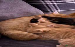 Domestic Shorthair cats for sale: Two male kittens: light and dark ginger  - Image 5