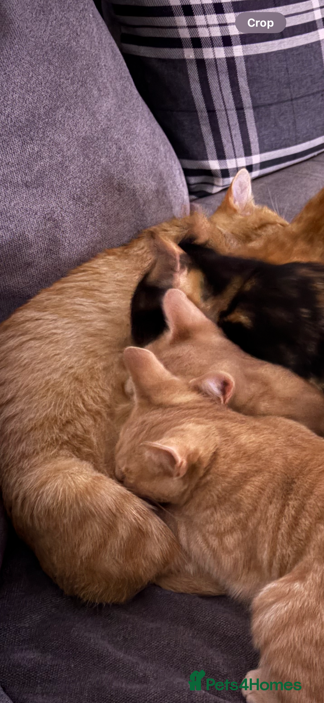 Domestic Shorthair cats for sale: Two male kittens: light and dark ginger  - Image 5