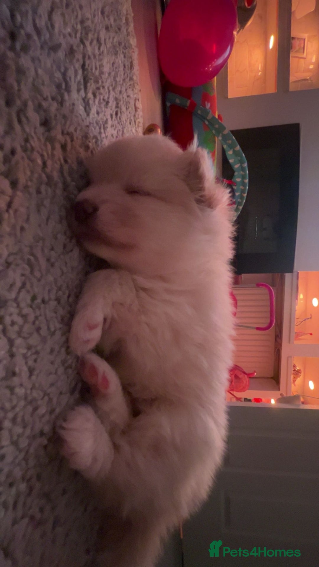 Pomeranian dogs for sale: Pomeranian Puppy For Sale - Advert 5