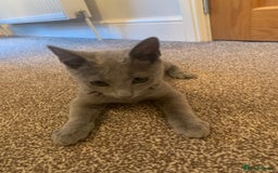 Russian Blue cats for sale: 13 weeks old Russian Blue (male) - Image 5