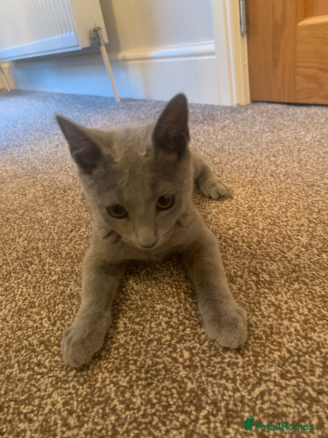 Russian Blue cats for sale: 13 weeks old Russian Blue (male) - Image 5