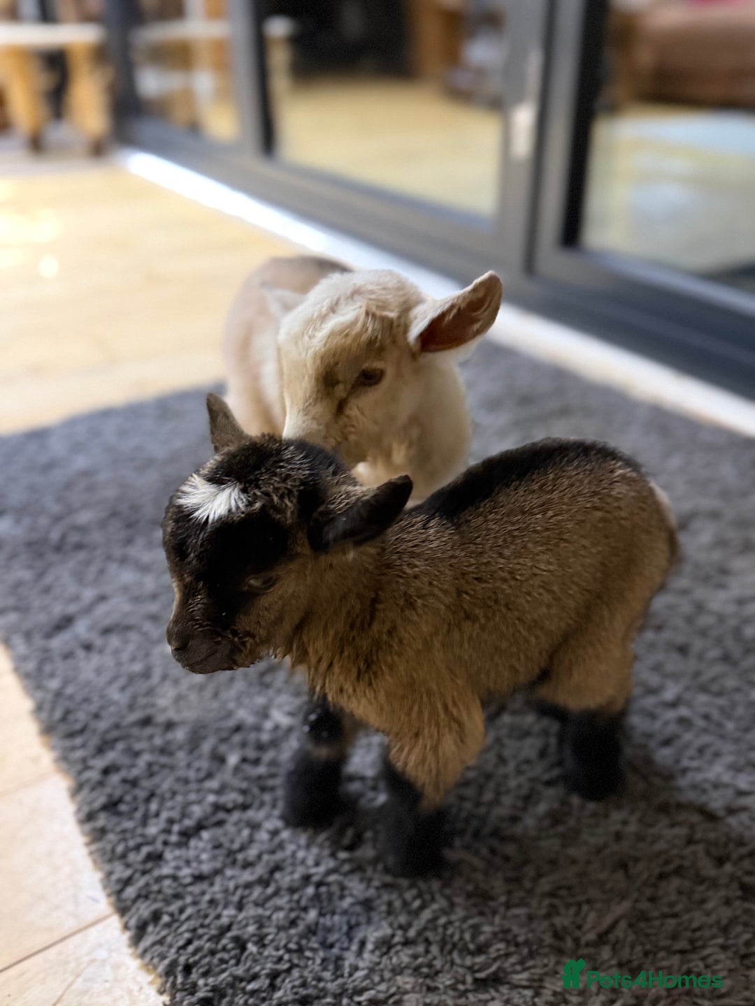 Goats livestock for sale: GORGEOUS NEW BORN BABIES AND FRIENDLY PET WETHERS  - Image 23