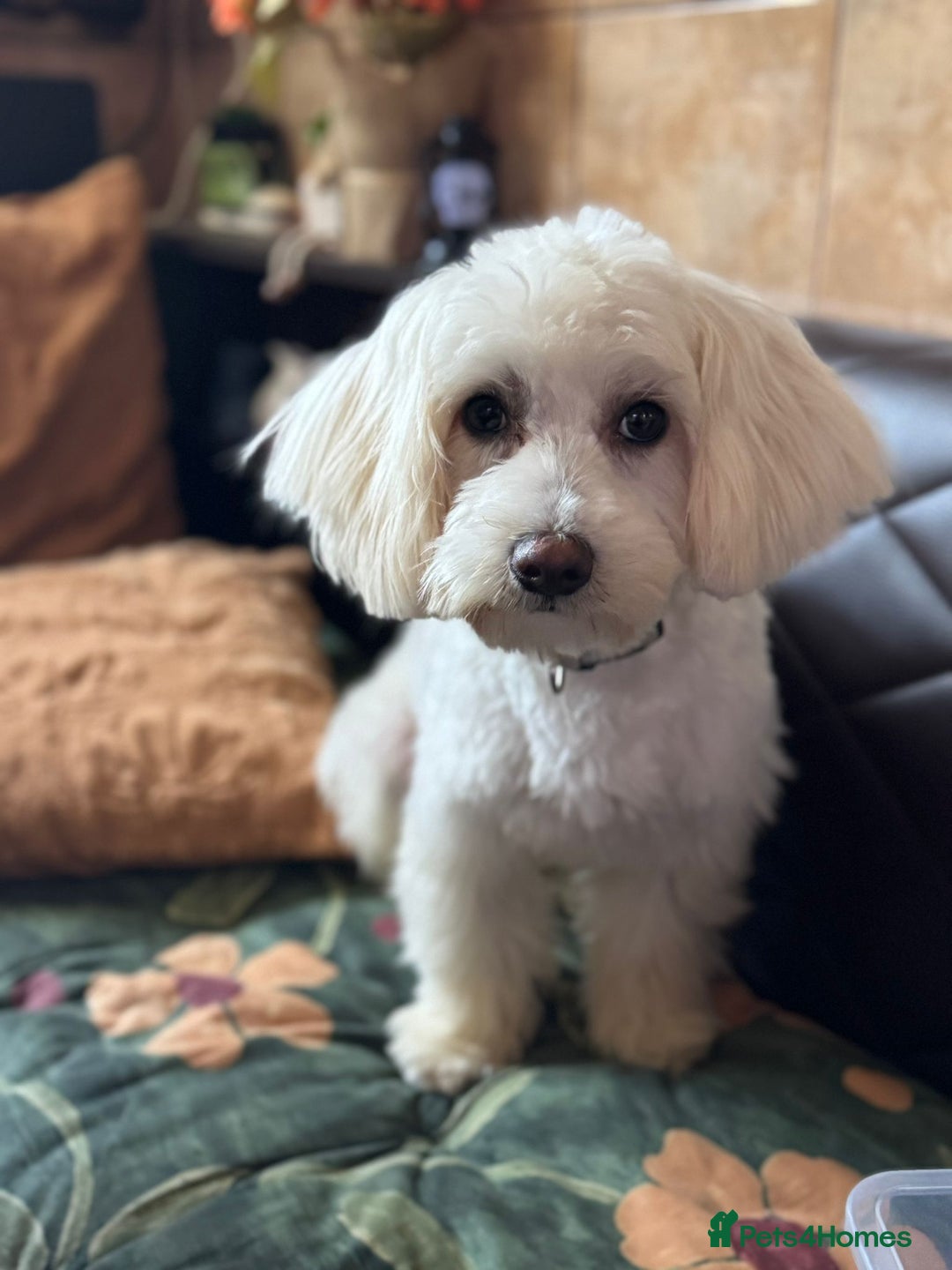 Bichon Frise dogs for adoption: Meet PACO - a Lovely little boy, for a Loving Home - Advert 20