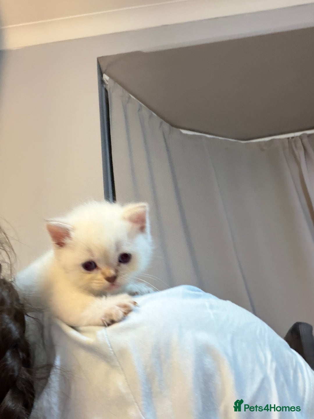 Scottish Fold cats for sale: Scottish Fold/Straight Kittens  - Advert 8