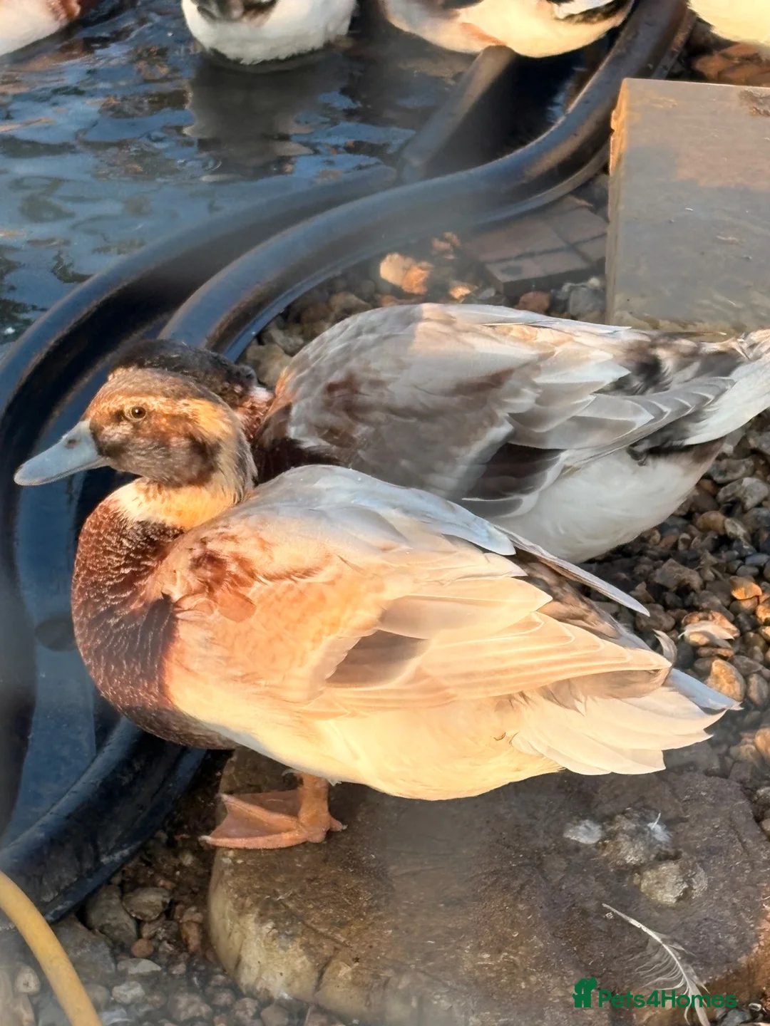 Ducks poultry for sale: Appleyard x Runner Drakes  in Olney - Advert 1
