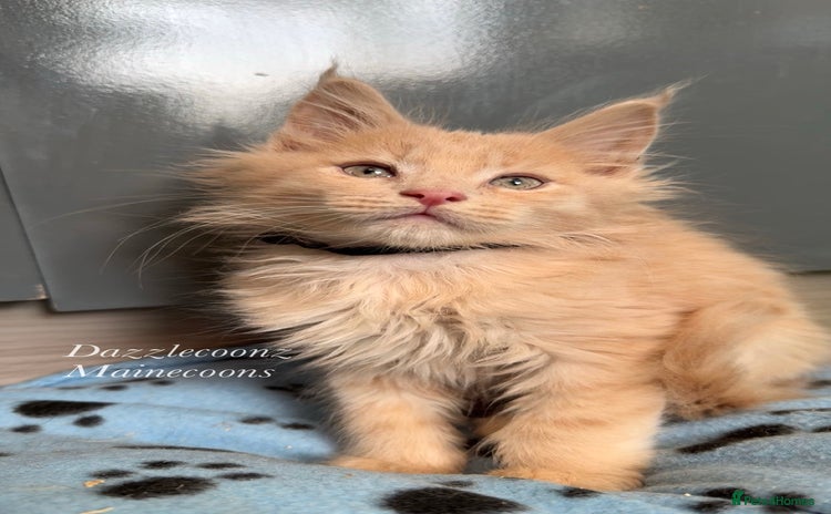 Maine Coon cats Cream solid pedigree mainecoon kitten  - Advert 16