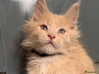 Maine Coon cats Cream solid pedigree mainecoon kitten - Advert 13