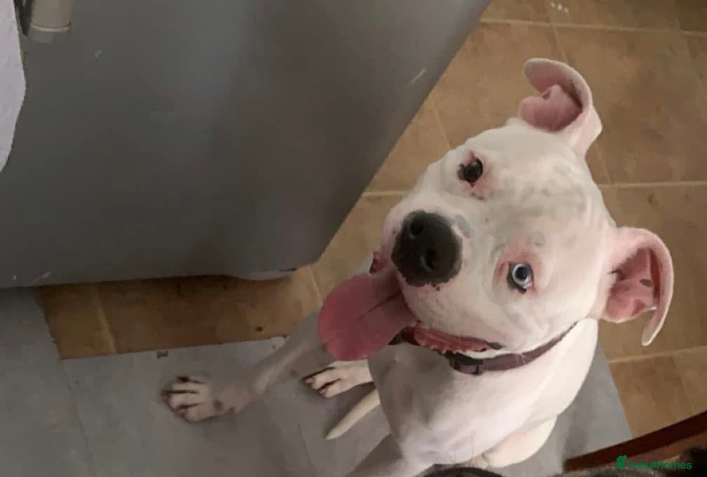 Mixed Breed dogs Mr oreo  in Buxton - Advert 15