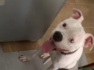 Mixed Breed dogs Mr oreo in Buxton - Advert 15