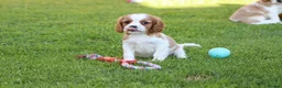 Cavalier King Charles Spaniel dogs for sale: PUG x CAVALIER puppies for sale  - Advert 25