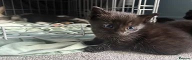 Mixed Breed 7