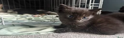 Mixed Breed cats for sale: 7 x Gorgeous kittens  - Advert 4