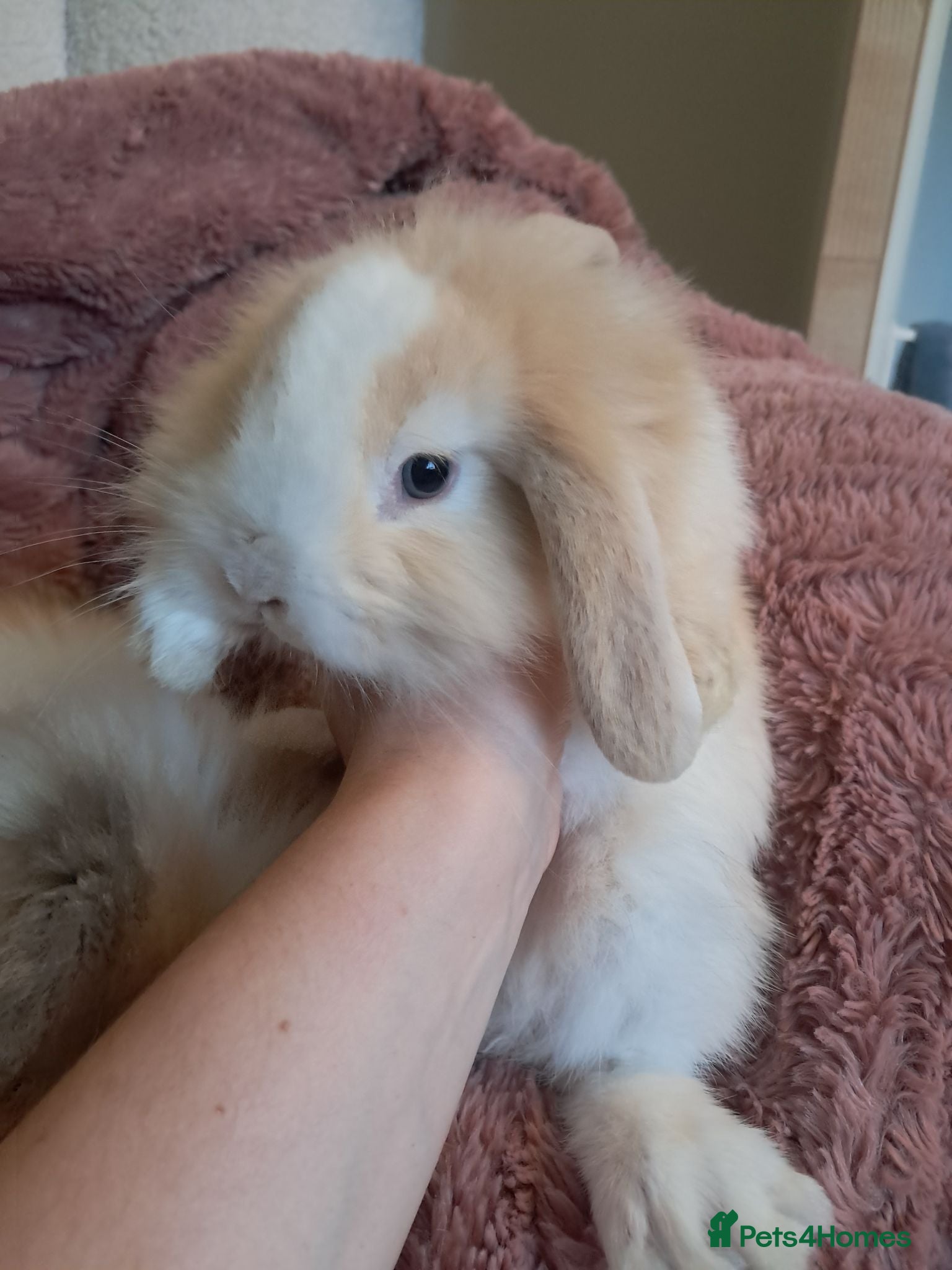 Mini Lion Lop rabbits Mum and daughter mini lion lops - Advert 1