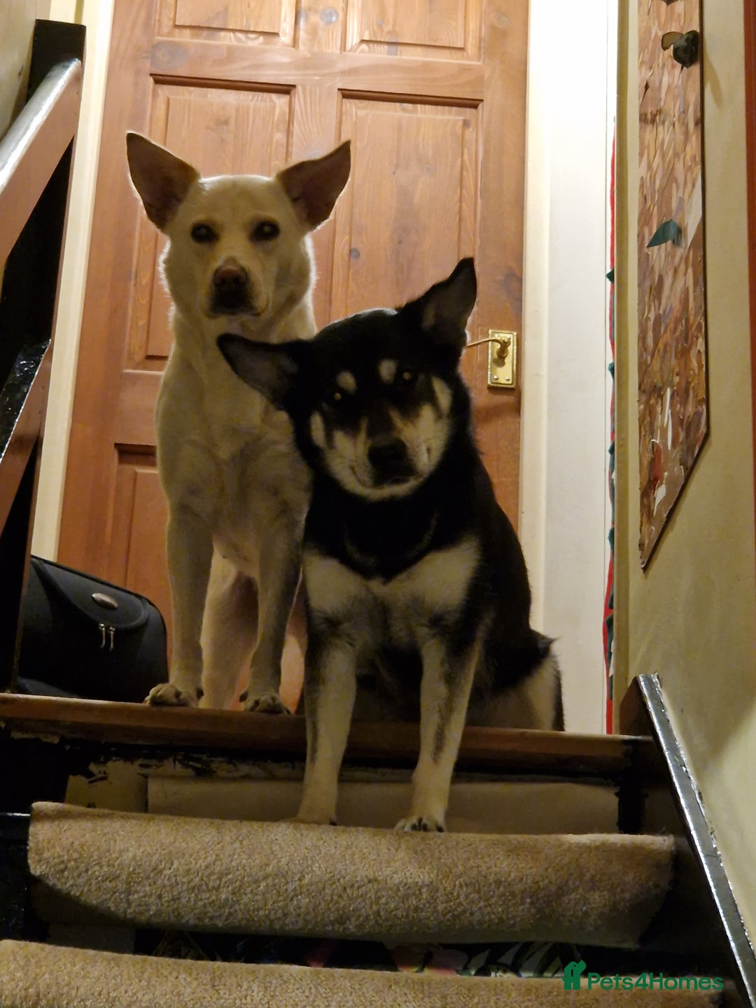 Shepsky dogs for sale: 4yr old shepsky for sale - Image 4