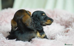 Miniature Dachshund dogs for sale: Gorgeous Longhair Miniature Dachshund Girls - Image 36