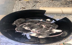 Rat rodents for sale: Baby Rex dumbo rats  - Image 3