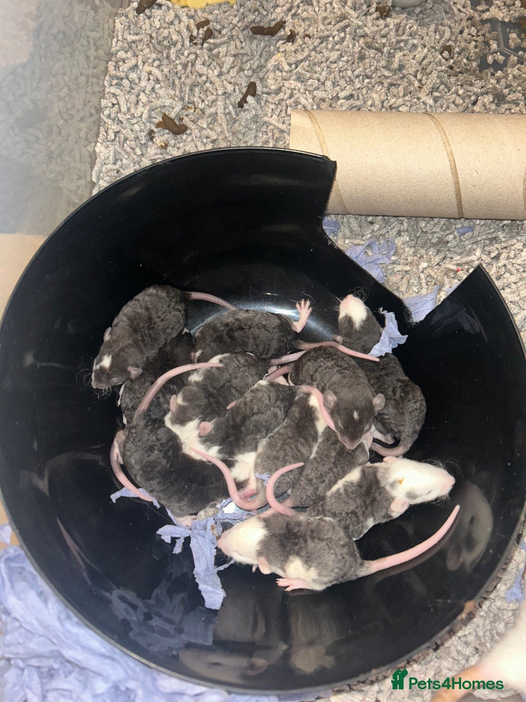 Rat rodents for sale: Baby Rex dumbo rats  - Image 3