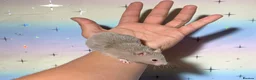 Hamster rodents for sale: STUNNING TAME PEDIGREE SYRIAN HAMSTERS - Advert 10