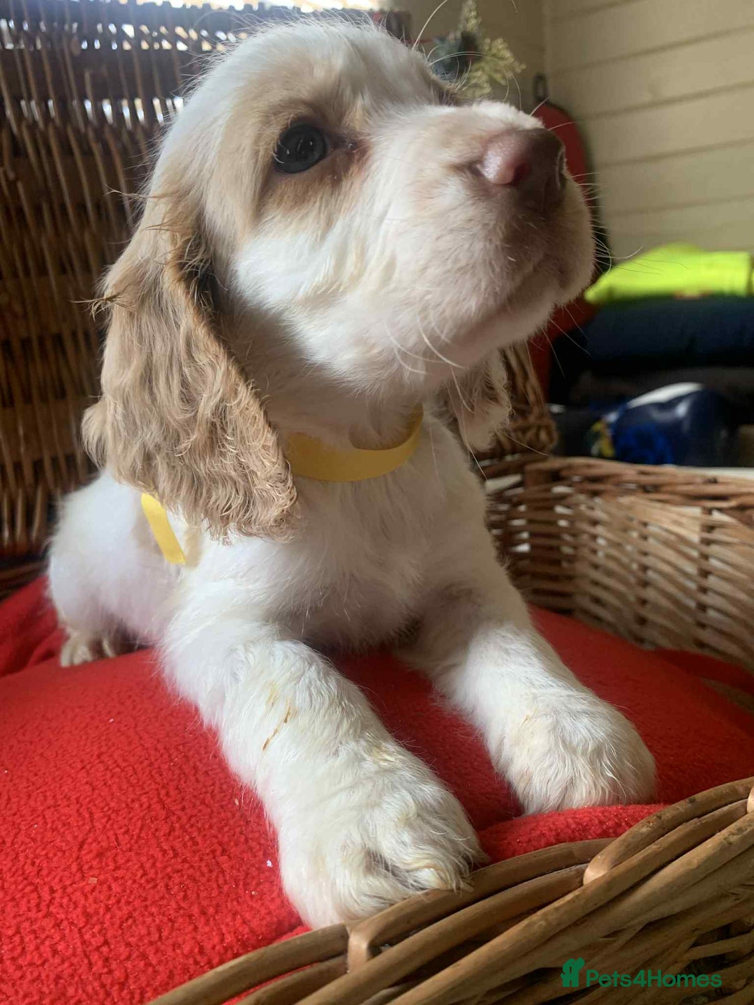 Cocker Spaniel dogs for sale: Beautiful cocker spaniel pups - Advert 12