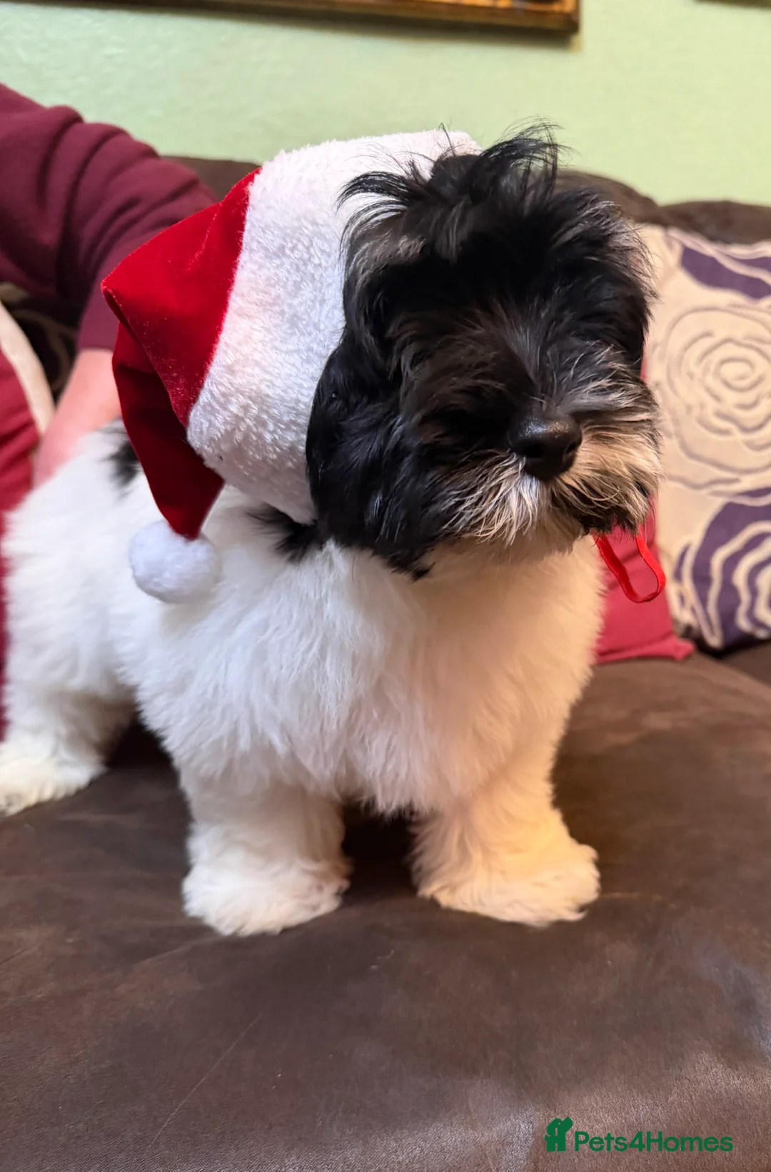 Havanese dogs for sale: ***Beautiful Havanese Puppies *** - Advert 27