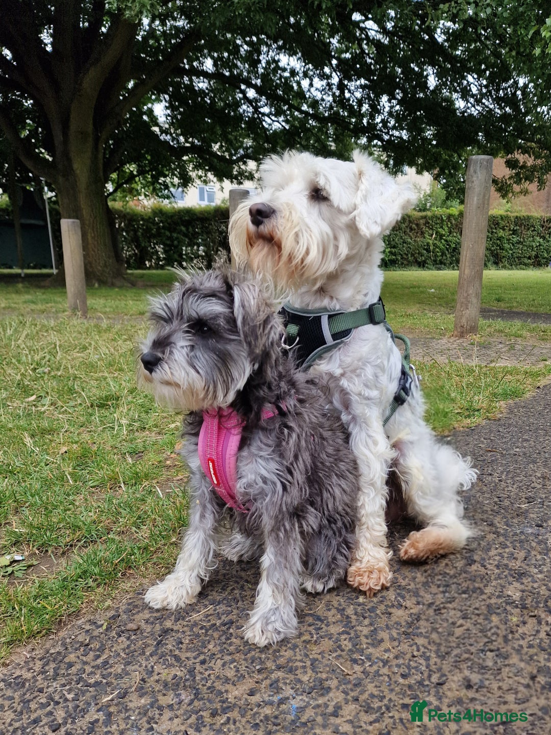 Miniature Schnauzer dogs for stud: White Miniature Schnauzer for stud - Advert 4