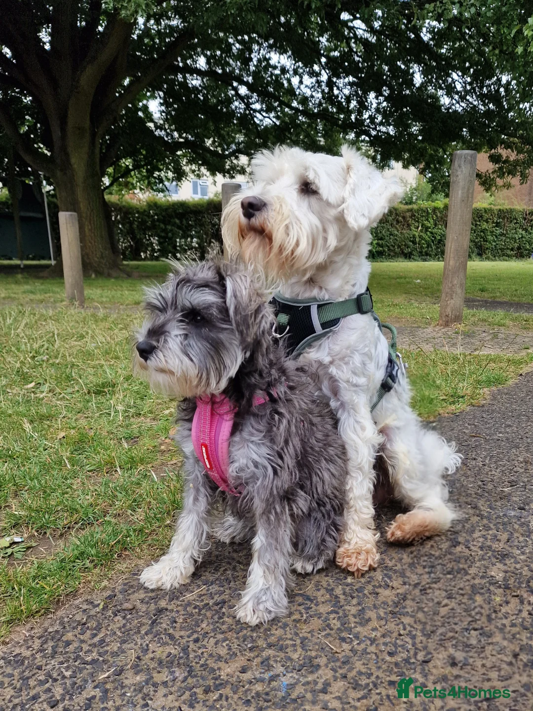 Miniature Schnauzer dogs for stud: White Miniature Schnauzer for stud - Advert 4