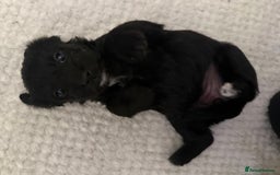 Jackapoo dogs for sale: Adorable Jackapoo puppies - Image 9
