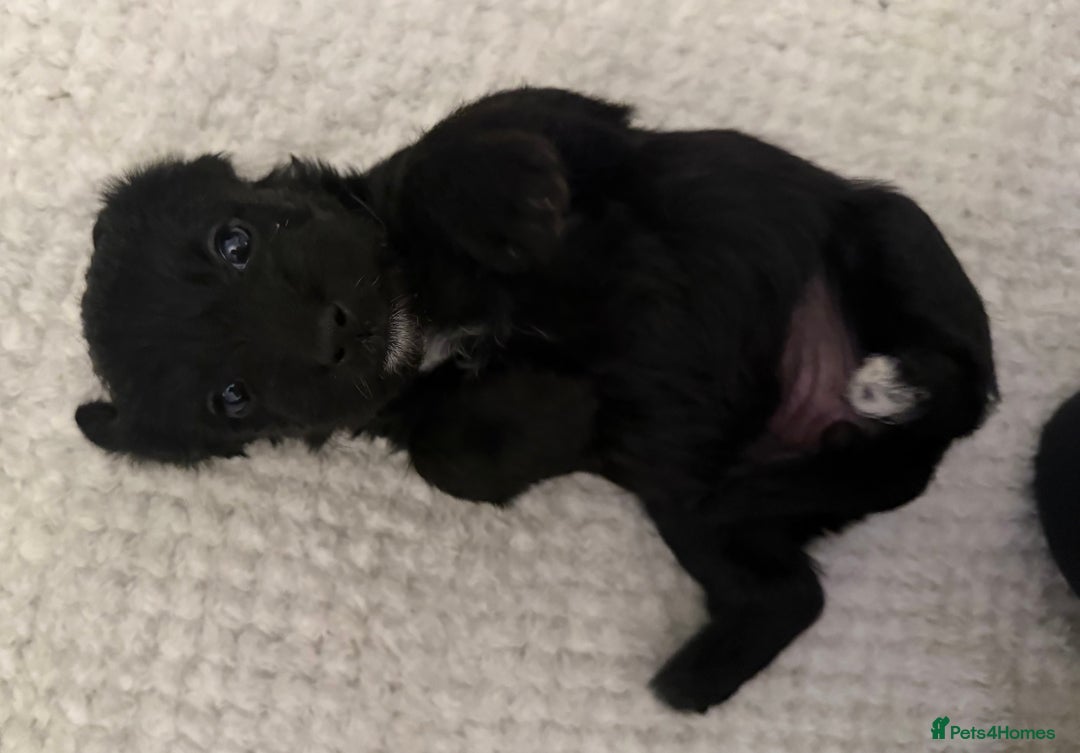 Jackapoo dogs for sale: Adorable Jackapoo puppies - Image 9