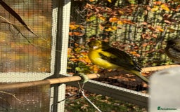 Canaries birds for sale: Selection of Fife Canaries for sale - Advert 4