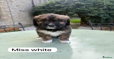 Mixed Breed dogs - Advert 4