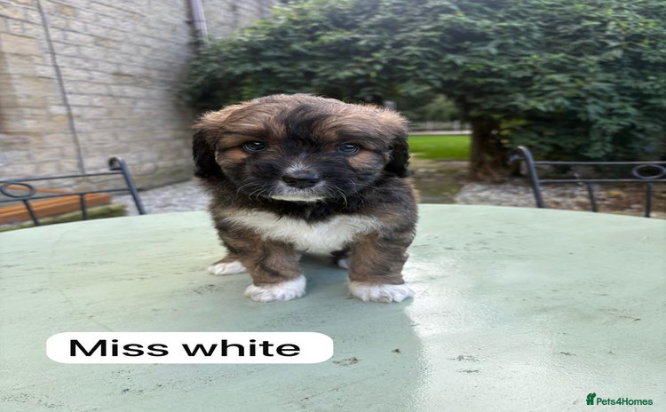 Mixed Breed dogs - Advert 1