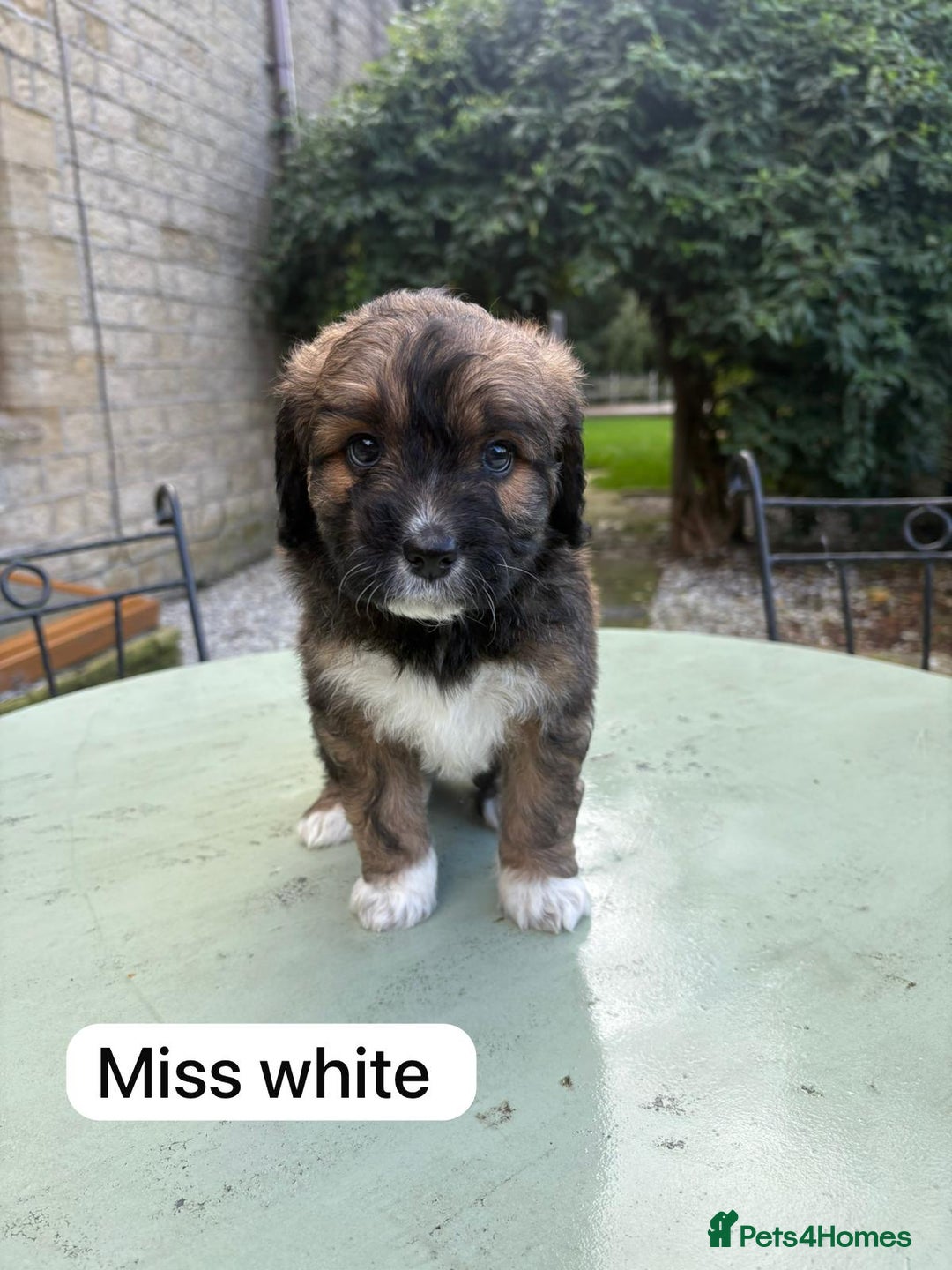 Mixed Breed dogs for sale: Outstanding Mini Saint Bernadoodle Puppies  - Image 3