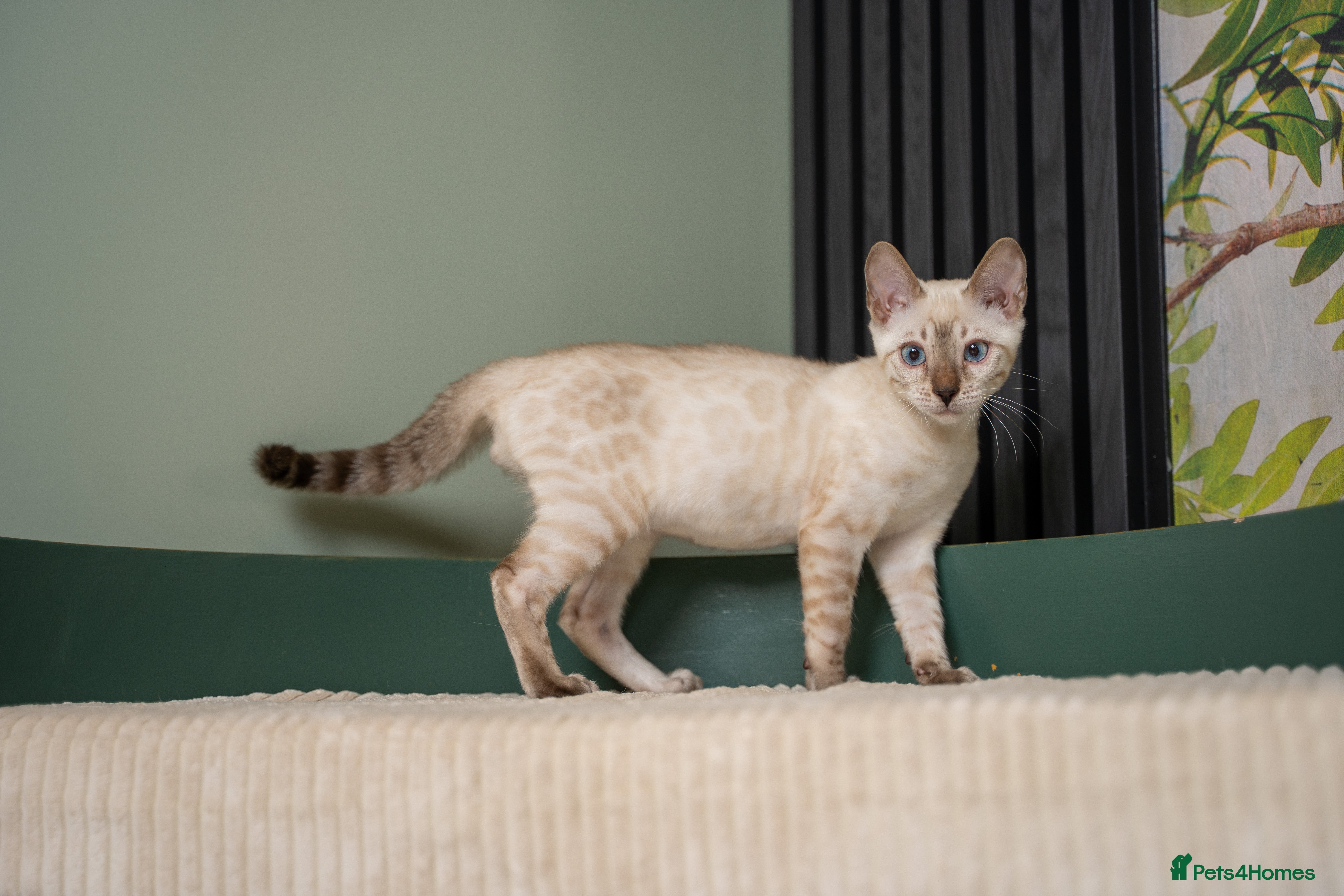 Bengal cats FRANCO- Snow Bengal Boy- Excellent traits-TICA reg - Advert 15