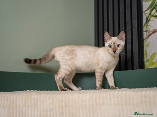 Bengal cats FRANCO- Snow Bengal Boy- Excellent traits-TICA reg - Advert 7