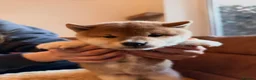 Japanese Shiba Inu dogs for sale: Kennel club registered Shiba Inu puppies  - Advert 16