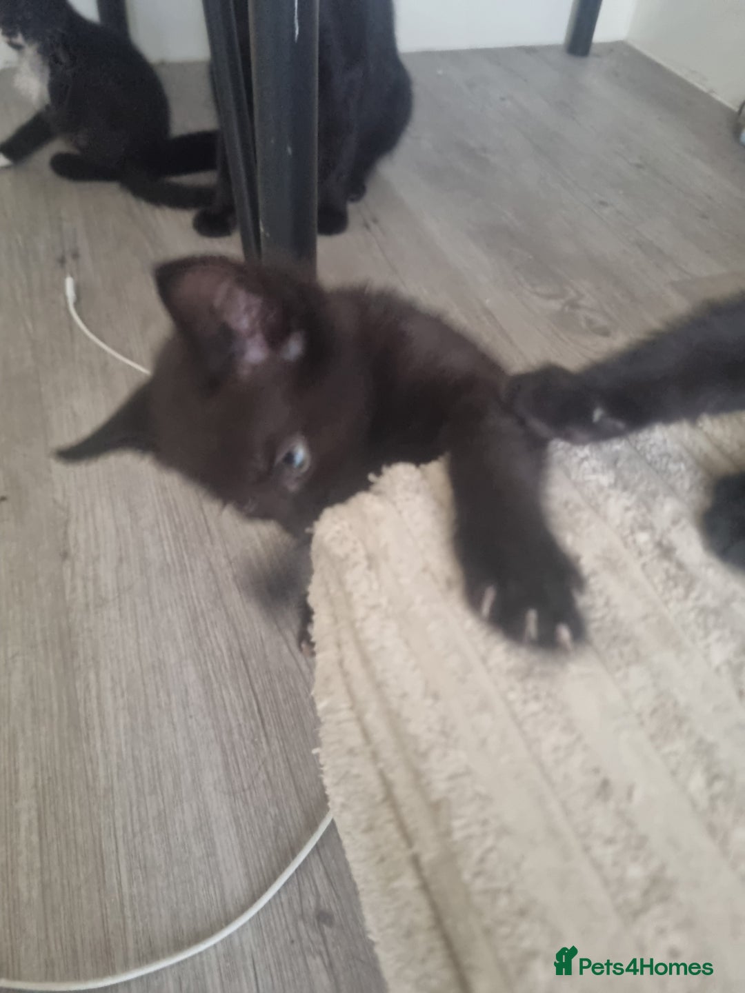 British Shorthair cats for sale: Kittens for sale - Advert 5