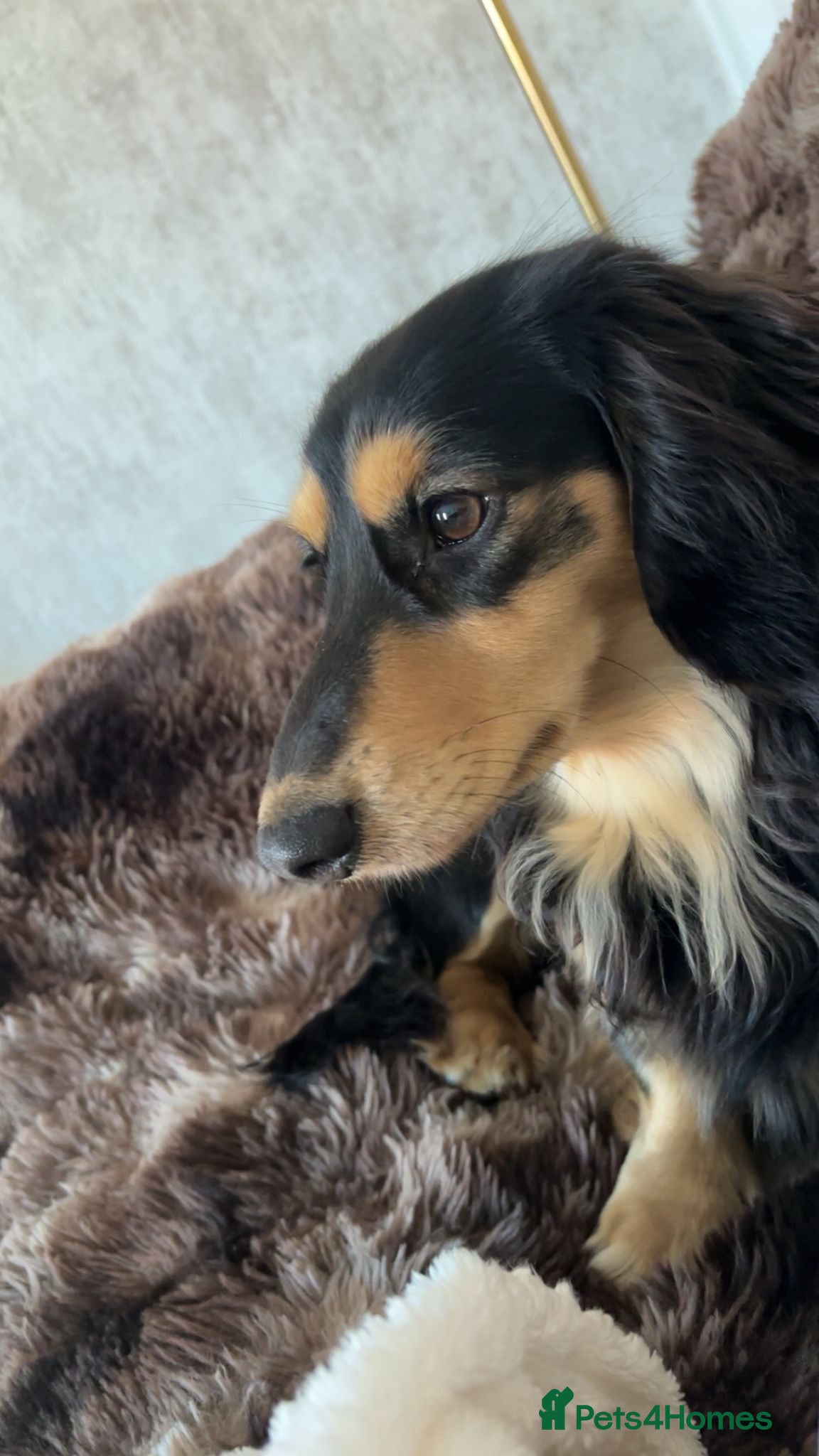 Miniature Dachshund dogs KC registered Miniature Dachshund Stud Available. - Advert 2
