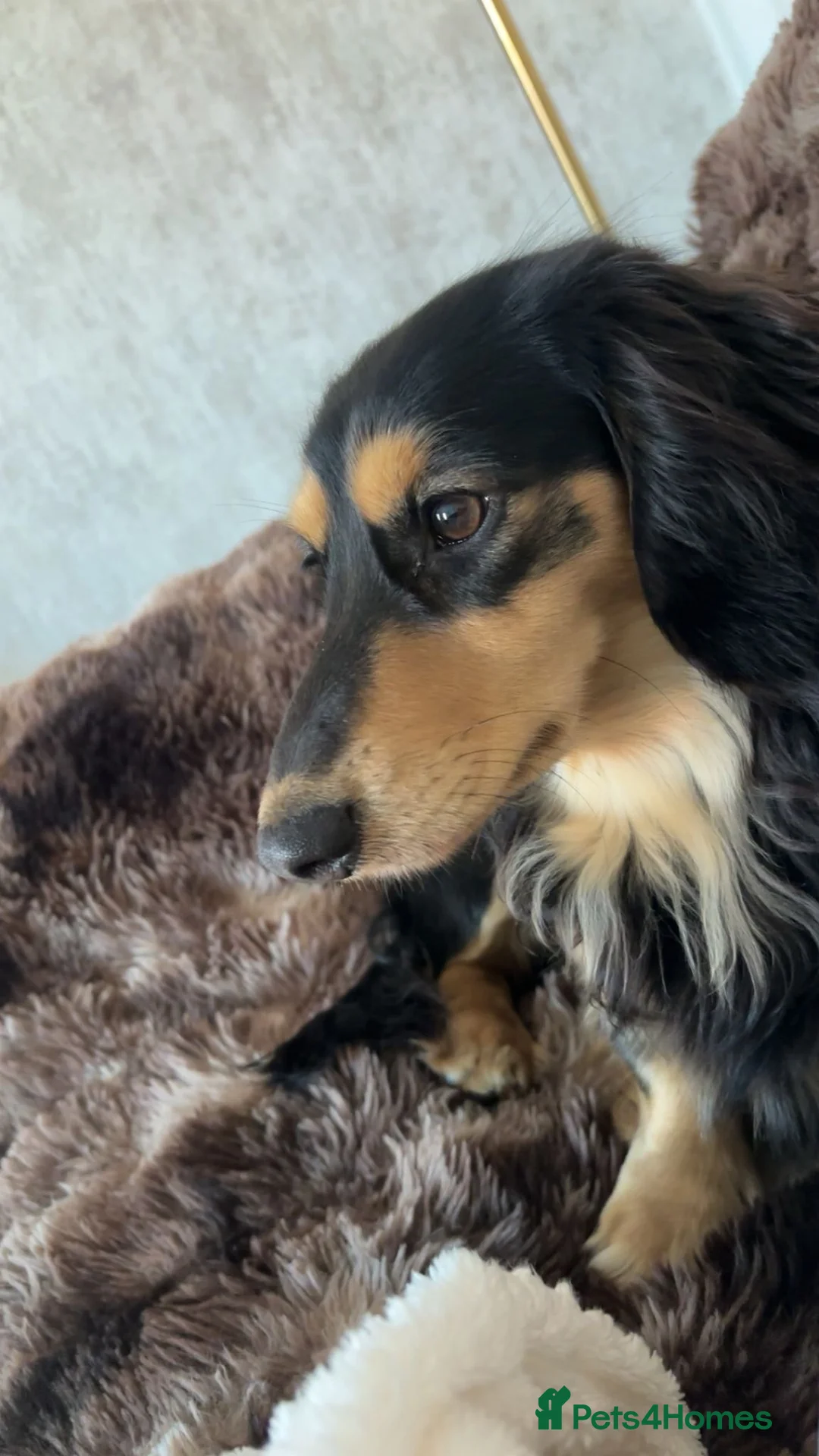 Miniature Dachshund dogs for stud: KC registered Miniature Dachshund Stud Available. - Advert 2