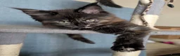 Maine Coon cats for sale: Three beautiful female Maine coons  - Advert 11