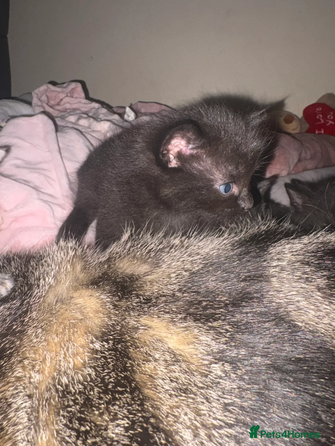 Mixed Breed cats for sale: Kittens  - Advert 2