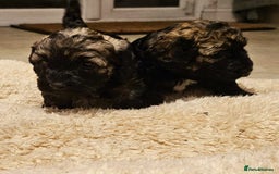 Cockapoo dogs for sale: F2 Cockapoo Puppies – Ready mid-late December - Image 8