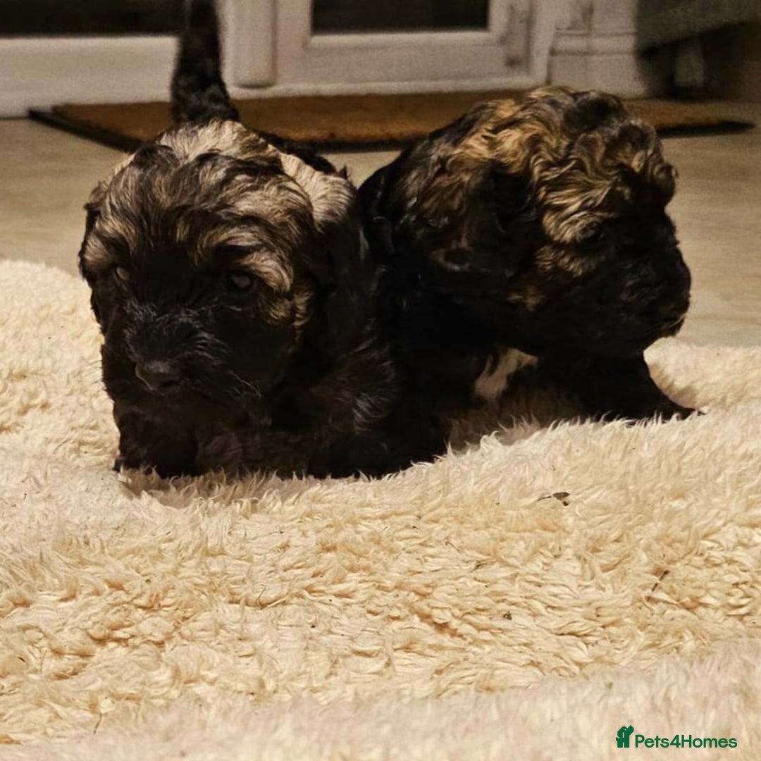 Cockapoo dogs for sale: F2 Cockapoo Puppies – Ready mid-late December - Image 8