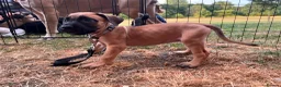 Presa Canario dogs for sale: Presa Canario Puppies Availale  - Advert 6
