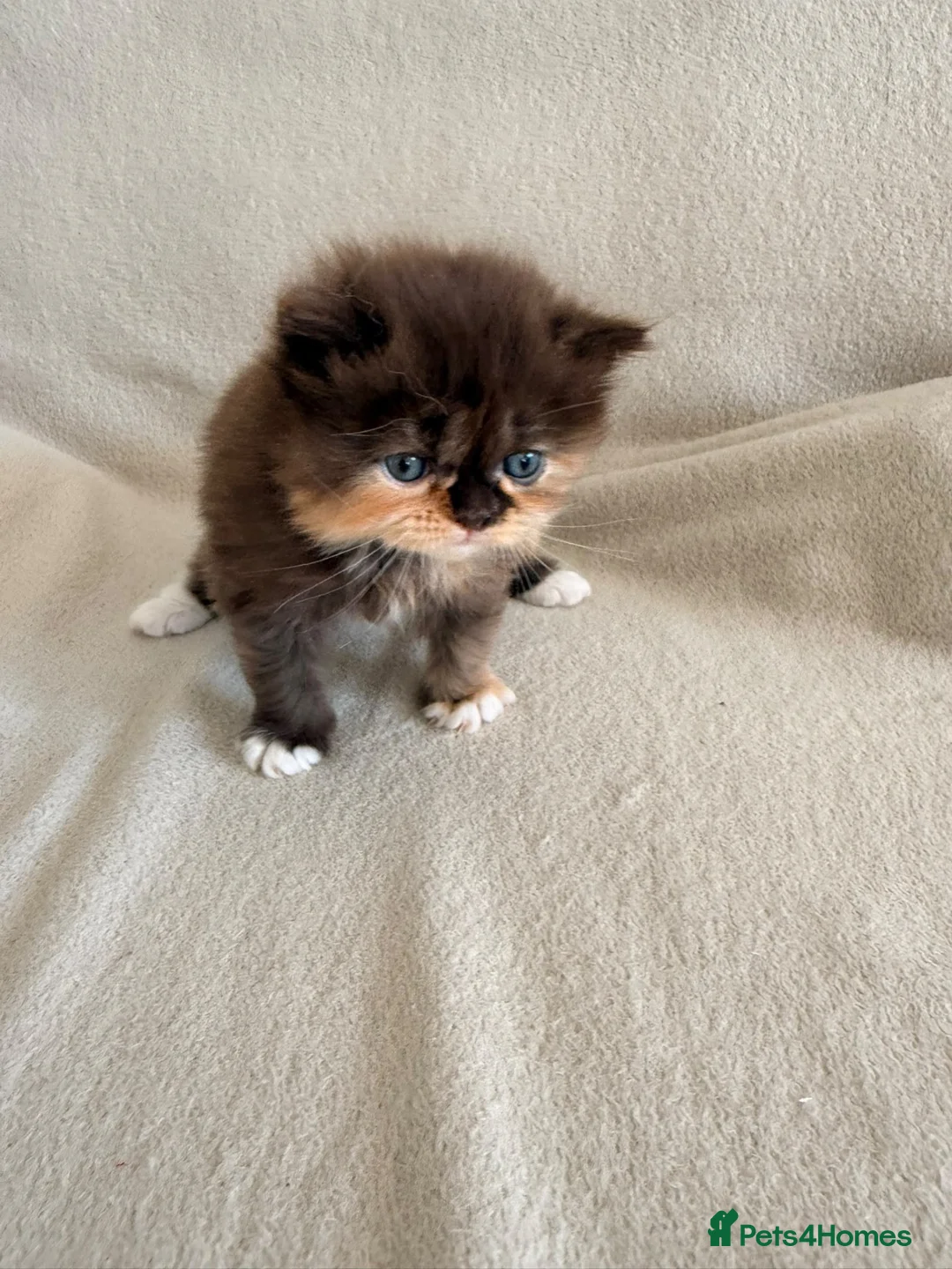 Persian cats for sale: Persian Cross Russian Blue Kittens in London - Advert 2