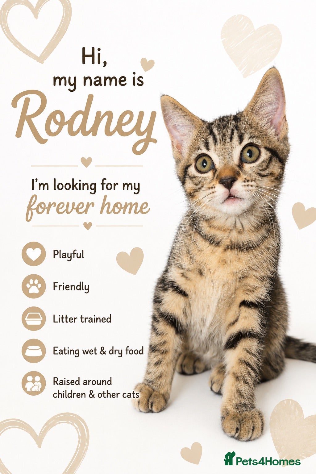 Mixed Breed cats Male Kitten 🩶🖤  - Advert 14