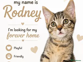 Mixed Breed cats Male Kitten 🩶🖤 - Advert 14