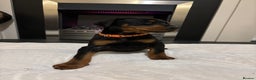 Dobermann dogs for sale: Stunning KC Dobermans champion bloodlines  - Advert 26
