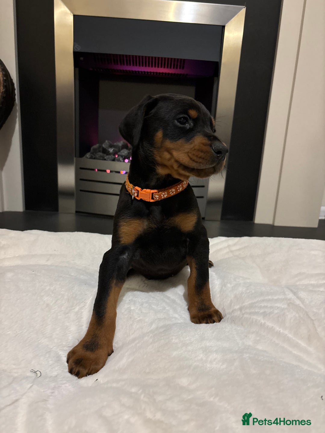 Dobermann dogs for sale: Stunning KC Dobermans champion bloodlines  - Advert 26